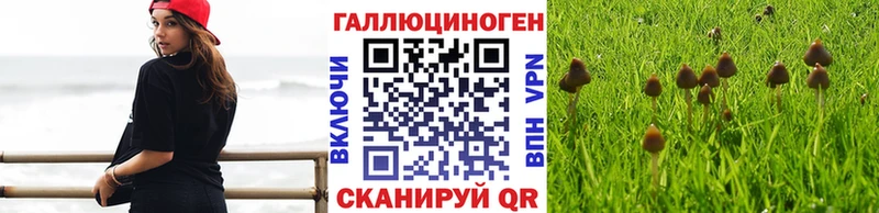 Псилоцибиновые грибы Cubensis  купить наркотики цена  Железногорск-Илимский 